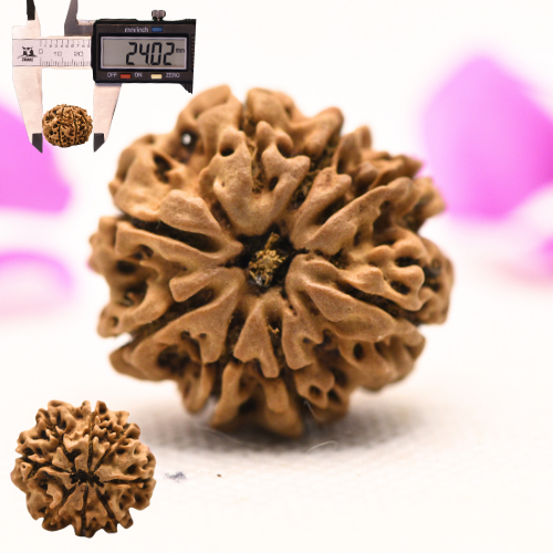 8 Mukhi Nepali Rudraksha - Large
