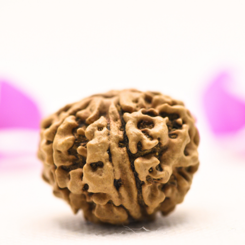 8 Mukhi Nepali Rudraksha - Large