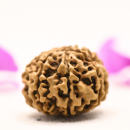 8 Mukhi Nepali Rudraksha - Large