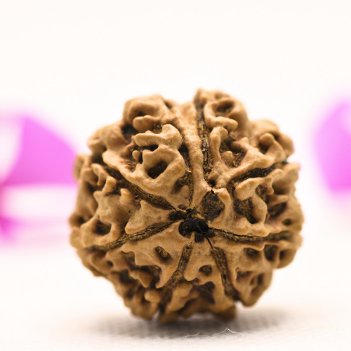 8 Mukhi Nepali Rudraksha - Large