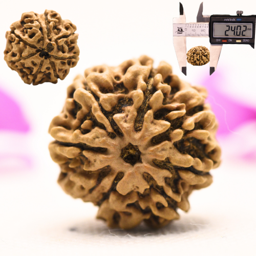 8 Mukhi Nepali Rudraksha - Large