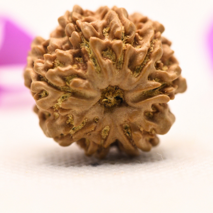 8 Mukhi Nepali Rudraksha - Large