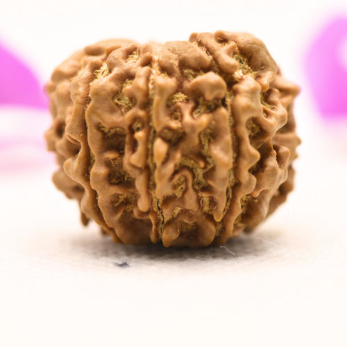 8 Mukhi Nepali Rudraksha - Large