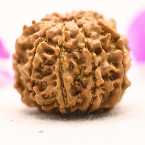 8 Mukhi Nepali Rudraksha - Large