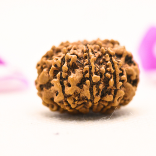 8 Mukhi Nepali Rudraksha - Large
