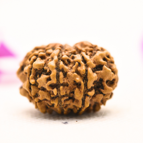 8 Mukhi Nepali Rudraksha - Large