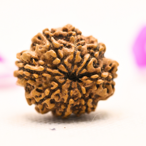 8 Mukhi Nepali Rudraksha - Large