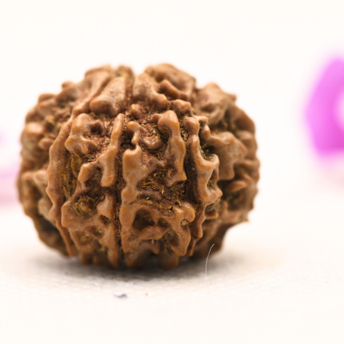 8 Mukhi Nepali Rudraksha - Large