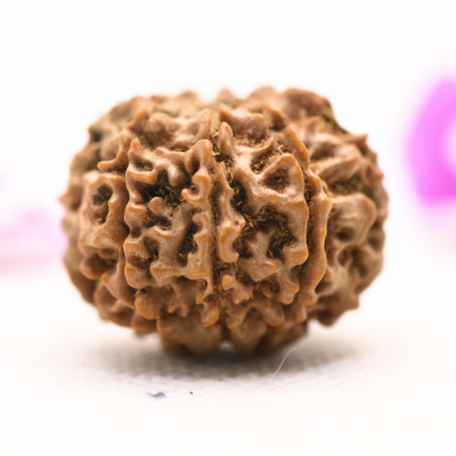 8 Mukhi Nepali Rudraksha - Large