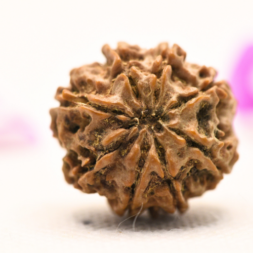 8 Mukhi Nepali Rudraksha - Large