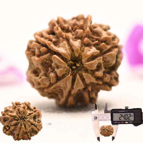 8 Mukhi Nepali Rudraksha - Large