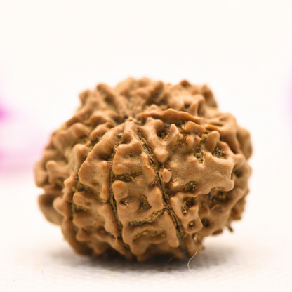 8 Mukhi Nepali Rudraksha - Large