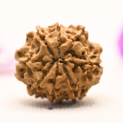 8 Mukhi Nepali Rudraksha - Large