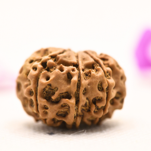8 Mukhi Nepali Rudraksha - Large