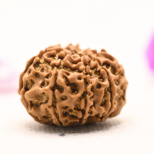 8 Mukhi Nepali Rudraksha - Large