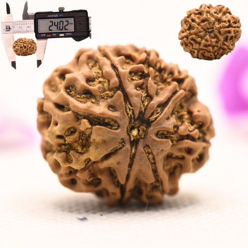 8 Mukhi Nepali Rudraksha - Large