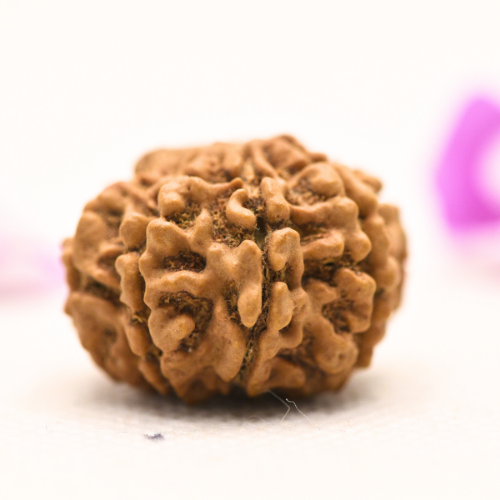 8 Mukhi Nepali Rudraksha - Large
