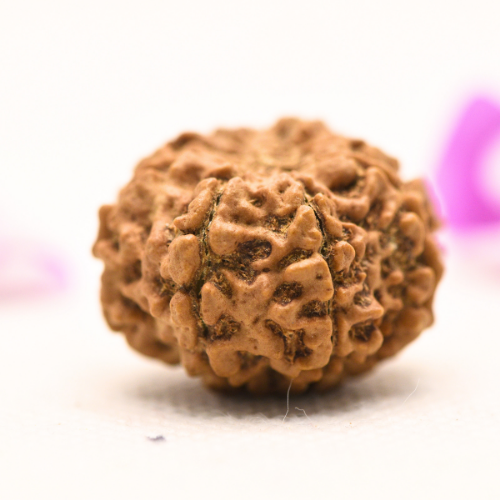 8 Mukhi Nepali Rudraksha - Large