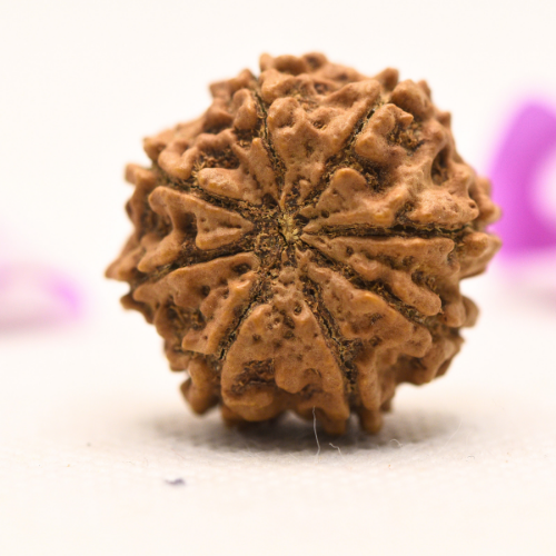 8 Mukhi Nepali Rudraksha - Large