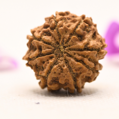 8 Mukhi Nepali Rudraksha - Large
