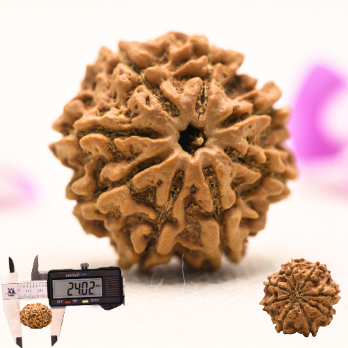 8 Mukhi Nepali Rudraksha - Large