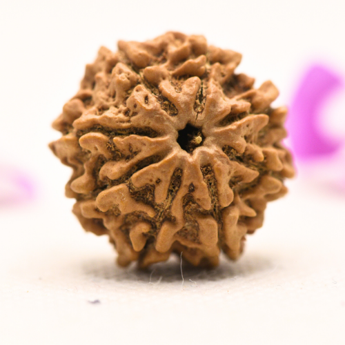 8 Mukhi Nepali Rudraksha - Large
