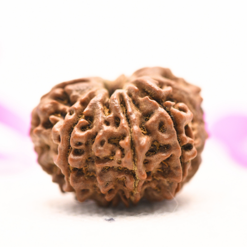 8 Mukhi Nepali Rudraksha - Large