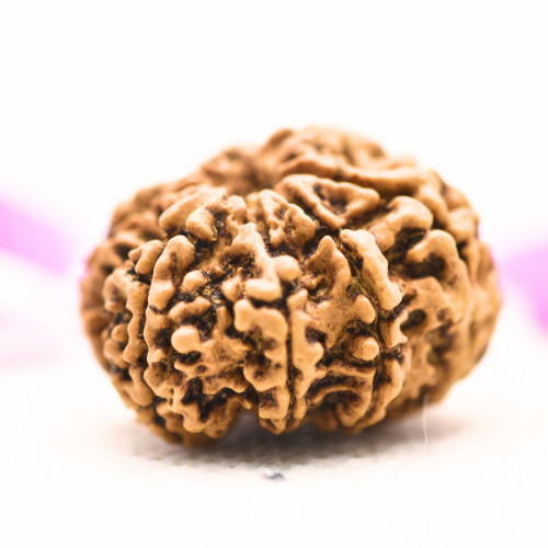 8 Mukhi Nepali Rudraksha - Large
