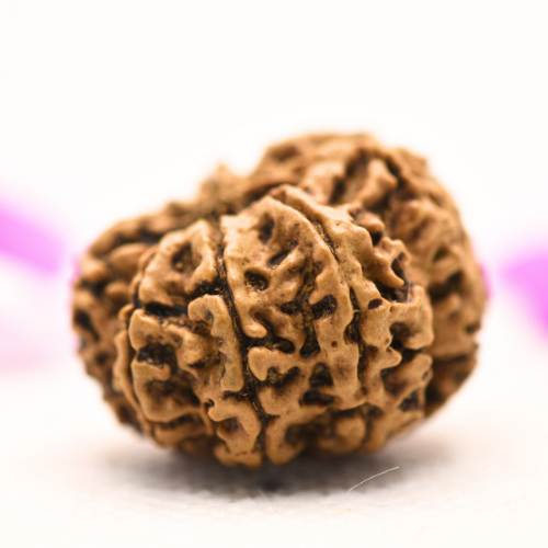 8 Mukhi Nepali Rudraksha - Large
