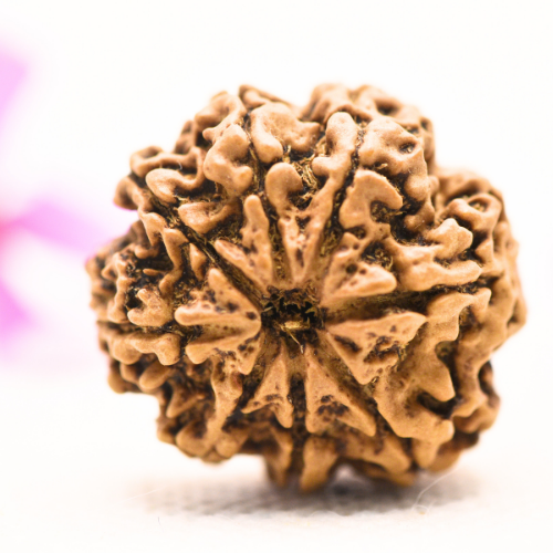 8 Mukhi Nepali Rudraksha - Large