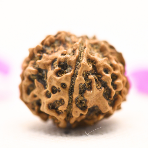 8 Mukhi Nepali Rudraksha - Large