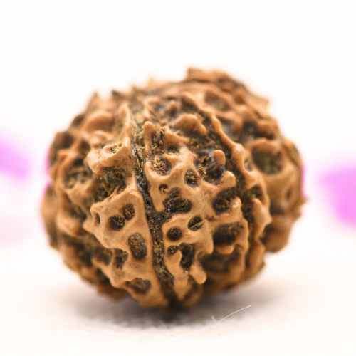 8 Mukhi Nepali Rudraksha - Large