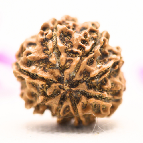 8 Mukhi Nepali Rudraksha - Large