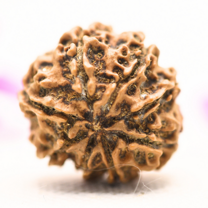 8 Mukhi Nepali Rudraksha - Large