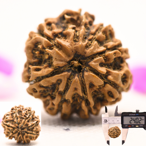 8 Mukhi Nepali Rudraksha - Large