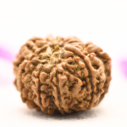 8 Mukhi Nepali Rudraksha - Large