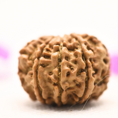 8 Mukhi Nepali Rudraksha - Large