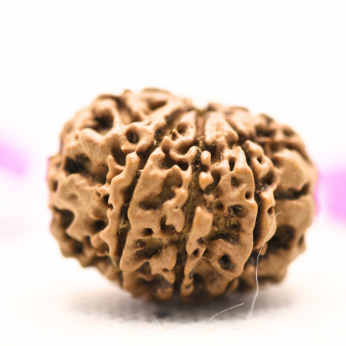 8 Mukhi Nepali Rudraksha - Large