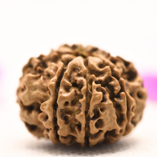 8 Mukhi Nepali Rudraksha - Large