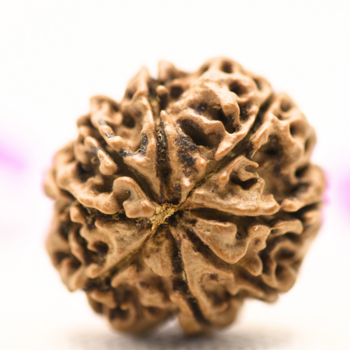 8 Mukhi Nepali Rudraksha - Large