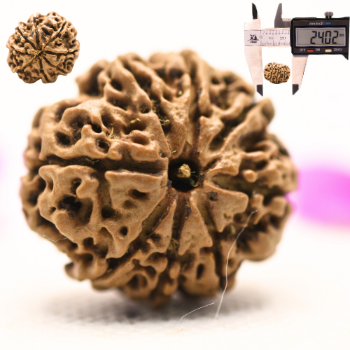 8 Mukhi Nepali Rudraksha - Large