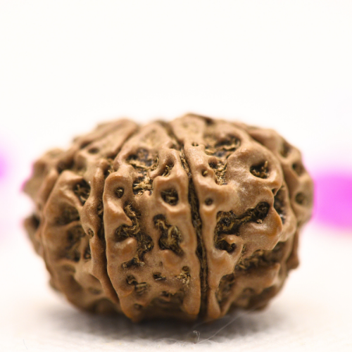 8 Mukhi Nepali Rudraksha - Large