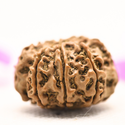 8 Mukhi Nepali Rudraksha - Large