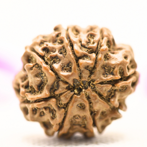 8 Mukhi Nepali Rudraksha - Large