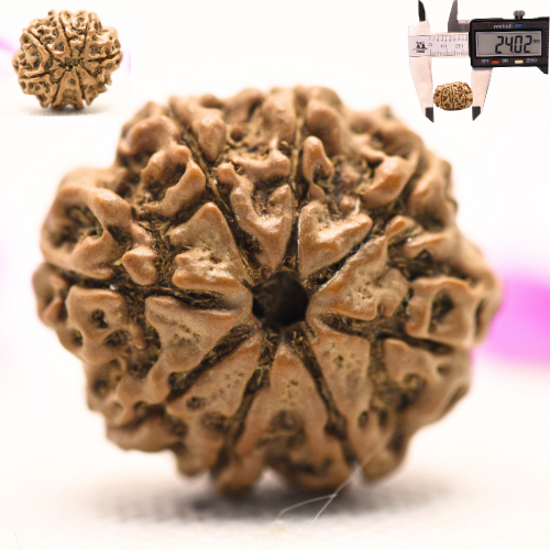 8 Mukhi Nepali Rudraksha - Large