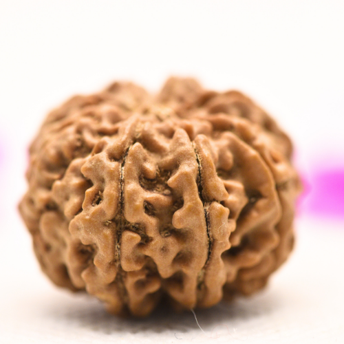 8 Mukhi Nepali Rudraksha - Large