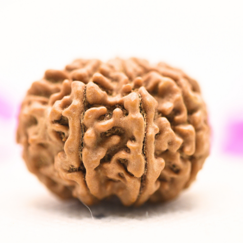 8 Mukhi Nepali Rudraksha - Large