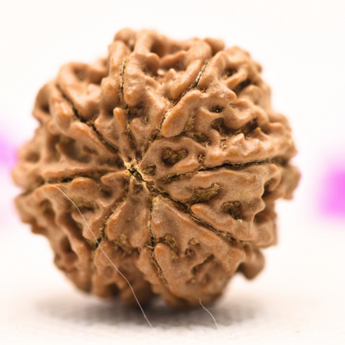 8 Mukhi Nepali Rudraksha - Large