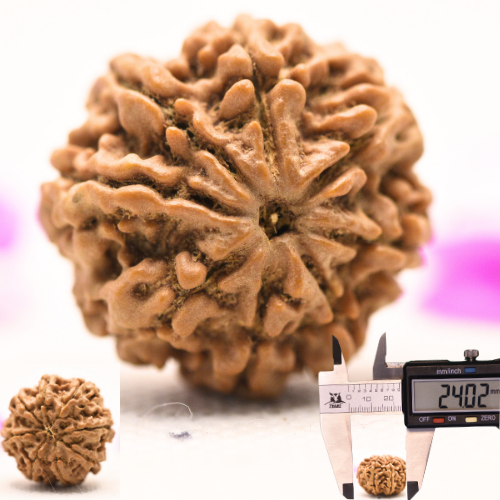 8 Mukhi Nepali Rudraksha - Large
