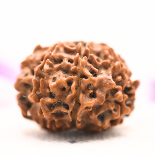 8 Mukhi Nepali Rudraksha - Large